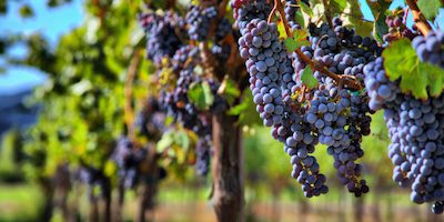 merlot-on-the-vine