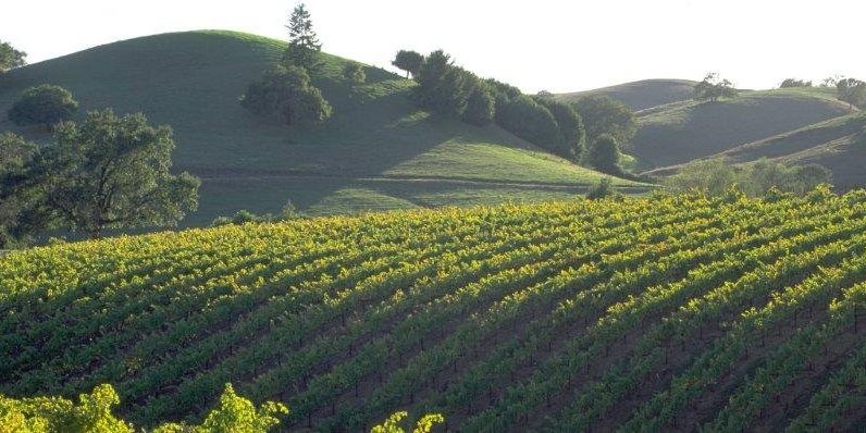 sonoma-county-vineyards