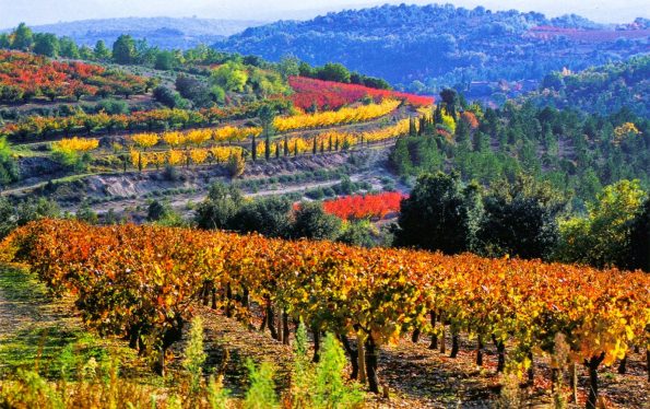 Provence Vineyards