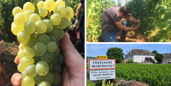 Burgundy Harvest