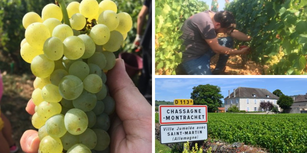 Burgundy Harvest