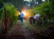 Napa Harvest Traditions