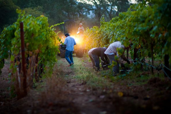 Napa Harvest Traditions Napa Harvest Traditions