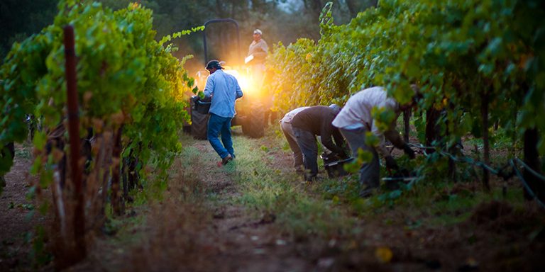 Napa Harvest Traditions