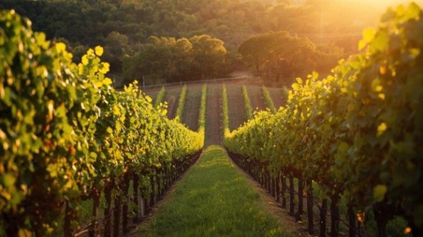 Sustainable Winemaking The Future of the Industry